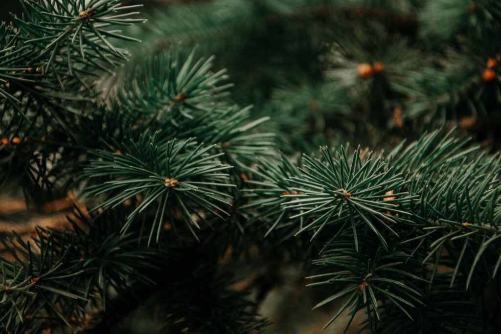 Quebec Balsam Fir